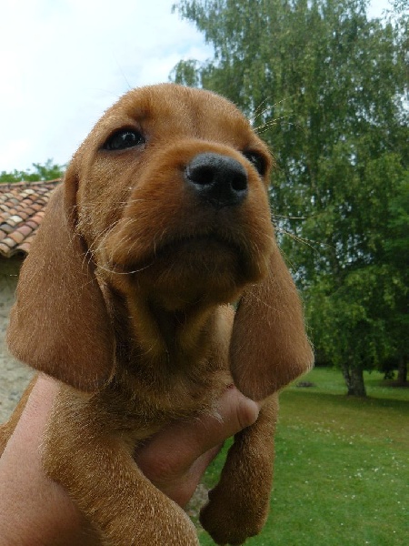 Chiots