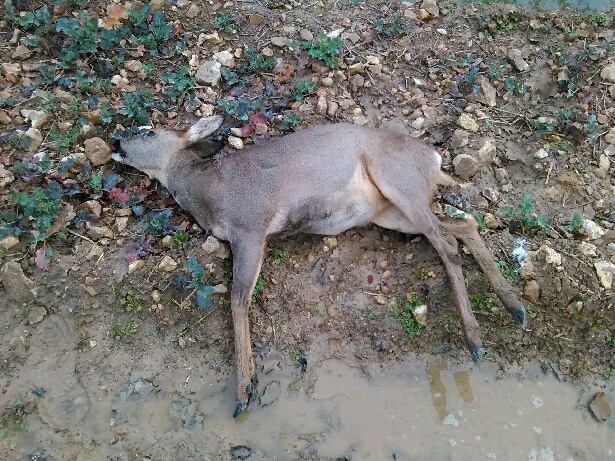 chasses