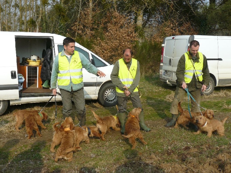 Brevets de Chasse et concours AFACCC